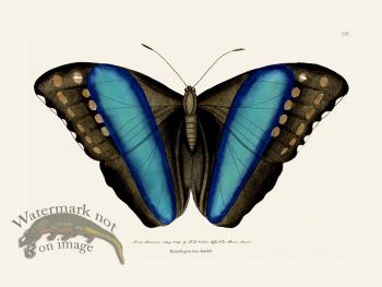 068 Great Blue-Banded